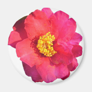 rosa Kamelienblüte Magnet