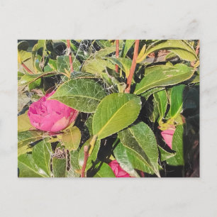 Rosa Kamelienblüten blühen zwischen grünen Blätter Postkarte