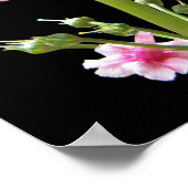 Rosa Kandelaber-Primel-Blumenbild Poster (Ecke)