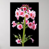 Rosa Kandelaber-Primel-Blumenbild Poster (Vorne)