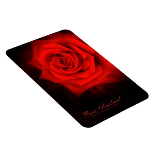 Rosa Kardinal [Flex Foto Magnet] Magnet (Rechte Seite)