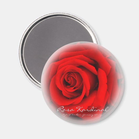Rosa Kardinal Magnet (Vorderseite/Rückseite)