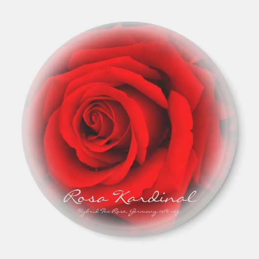 Rosa Kardinal Magnet (Vorne)