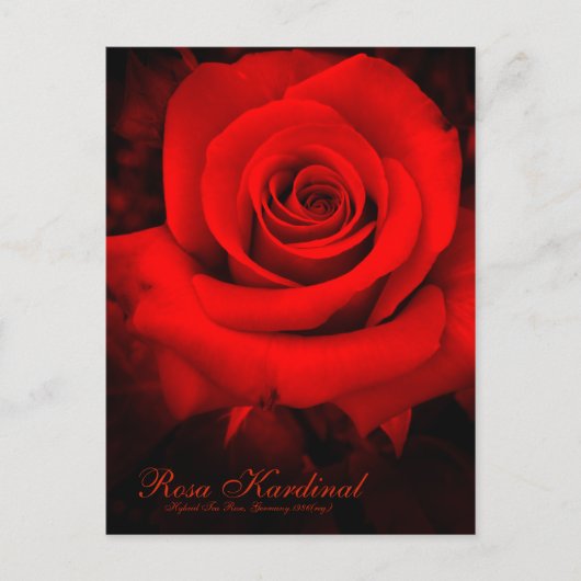 Rosa Kardinal [Postcard] Postkarte (Vorderseite)