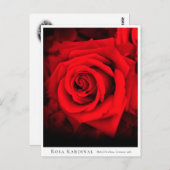 Rosa Kardinal Postkarte (Vorne/Hinten)
