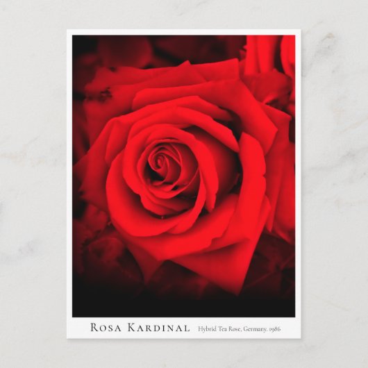 Rosa Kardinal Postkarte (Vorderseite)