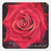 Rosa Kardinal [Square Seal] Quadratischer Aufkleber (Vorderseite)