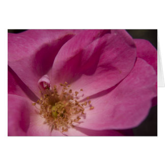 Rosa Karte