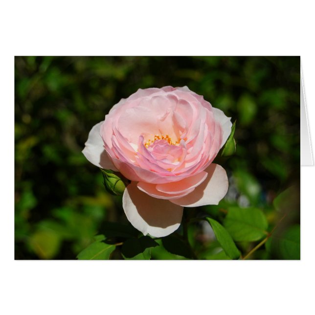 Rosa Karte (Vorderseite (Horizontal))
