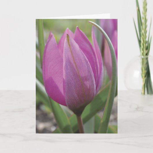 Rosa Karte Tulpe Mutter Tages (Vorderseite)