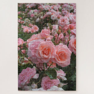 Rosa ‘Kate Sheppard’ Rose Puzzle