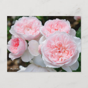 Rosa Kathrin Morley [Postcard] Postkarte