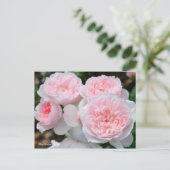 Rosa Kathrin Morley [Postcard] Postkarte (Stehend Vorderseite)