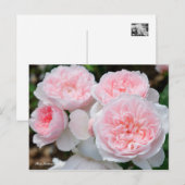 Rosa Kathrin Morley [Postcard] Postkarte (Vorne/Hinten)