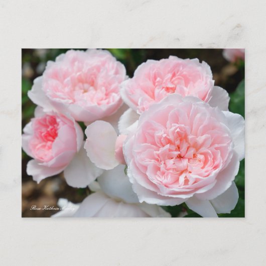 Rosa Kathrin Morley [Postcard] Postkarte (Vorderseite)