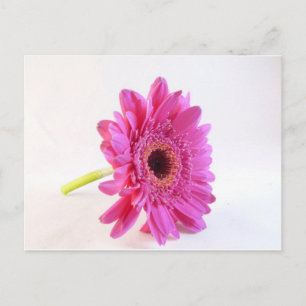 Rosa Keifer Postkarte