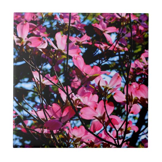 Rosa Keramik-Kachel-Foto Fliese (Vorderseite)