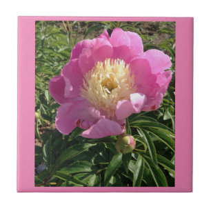Rosa Keramik Tile Fliese