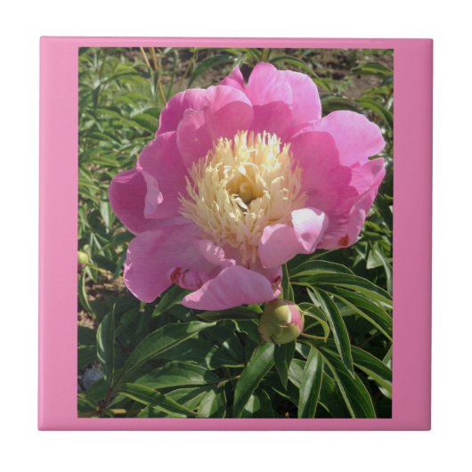 Rosa Keramik Tile Fliese (Vorderseite)