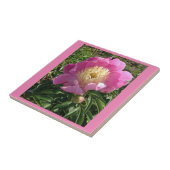Rosa Keramik Tile Fliese (Seite)