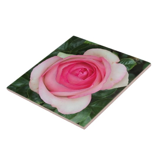 Rosa Keramik Tile Fliese (Seite)