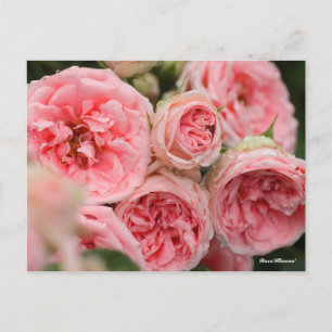 Rosa"Kimono" Postkarte