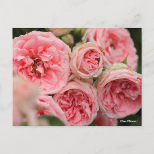 Rosa"Kimono" Postkarte