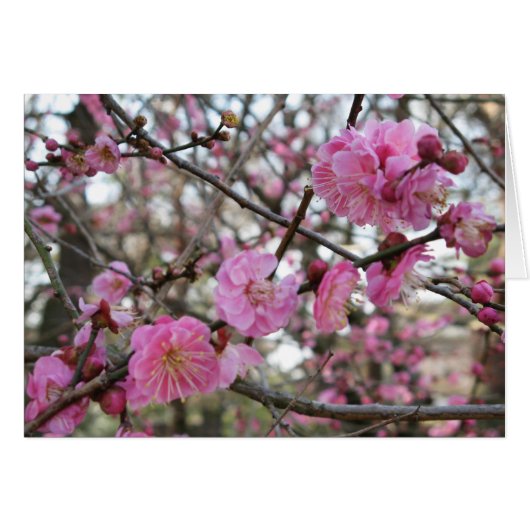 Rosa Kirschblosim / Sakura / ラ(桜) Karte (Vorderseite (Horizontal))