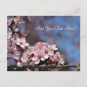 rosa Kirschblüte in blauem Himmel Postkarte