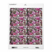 Rosa Kirschblüte/Kirschblüte/サクラ (桜) (Vorne)