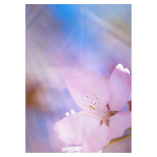 Rosa Kirschblüte Tischdecke (Vorderseite)