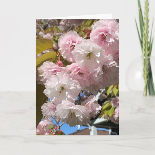 Rosa Kirschblüten blühen Karte (Vorderseite)