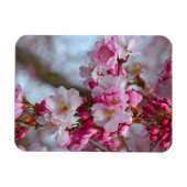 Rosa Kirschblüten Magnet (Horizontal)