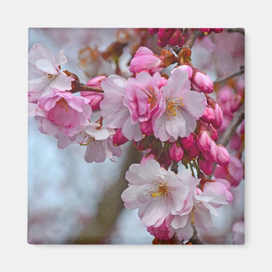 Rosa Kirschblüten Magnet (Vorne)