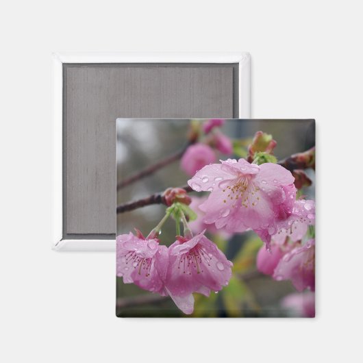 Rosa Kirschblüten Magnet (Vorderseite/Rückseite)