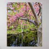 Rosa Kirschblüten neben einem Teich Poster (Vorne)
