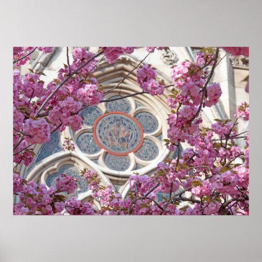 Rosa Kirschblüten Poster (Vorne)