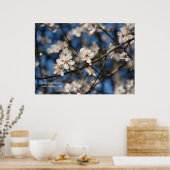 Rosa Kirschblüten Poster (Küche)