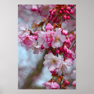 Rosa Kirschblüten Poster