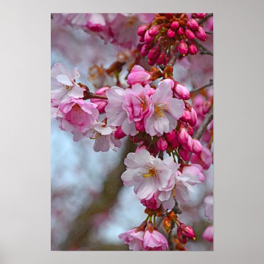 Rosa Kirschblüten Poster (Vorne)
