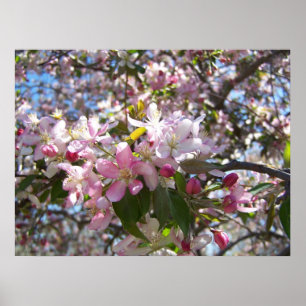 Rosa Kirschblüten Poster
