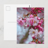 Rosa Kirschblüten Postkarte (Vorne/Hinten)