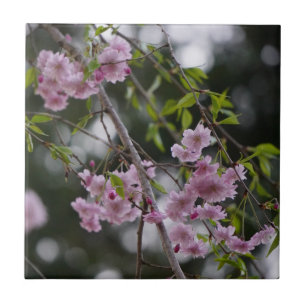 Rosa Kirschblüten schweben auf einer Brise Fliesen
