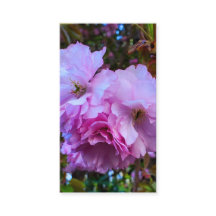 Rosa Kirschblüten
