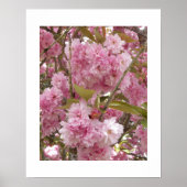 Rosa Kirsche Blüten Blüten Poster (Vorne)