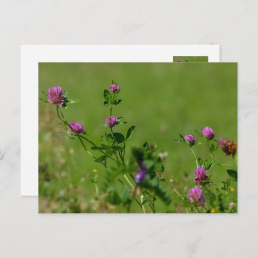 Rosa Klee auf grüner Wiese. Postkarte (Vorne/Hinten)