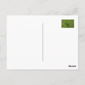 Rosa Klee auf grüner Wiese. Postkarte (Rückseite)