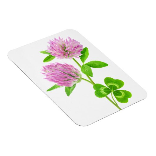 Rosa Klee Magnet (Rechte Seite)