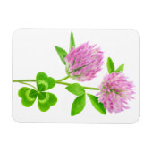 Rosa Klee Magnet (Horizontal)