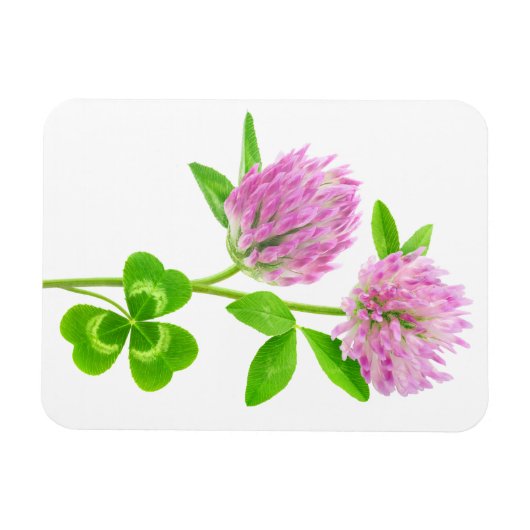 Rosa Klee Magnet (Horizontal)